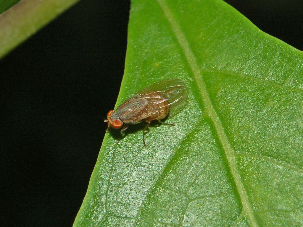 Ancora una piccola mosca da determinare